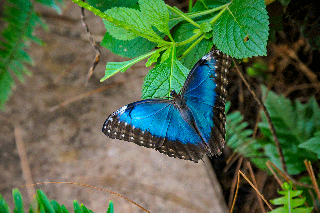 Blue Butterfly in the Wild