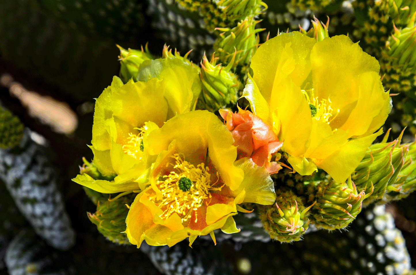 Cactus Blossom