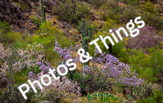 13) Queen Valley, Arizona in the Spring
