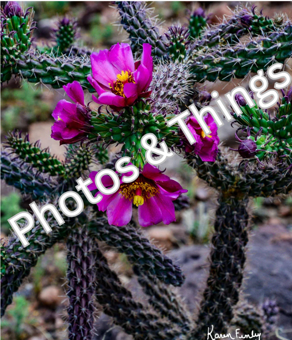 15) Chain Cholla in Bloom