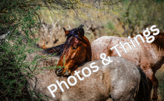 19) Salt River Horses in Arizona