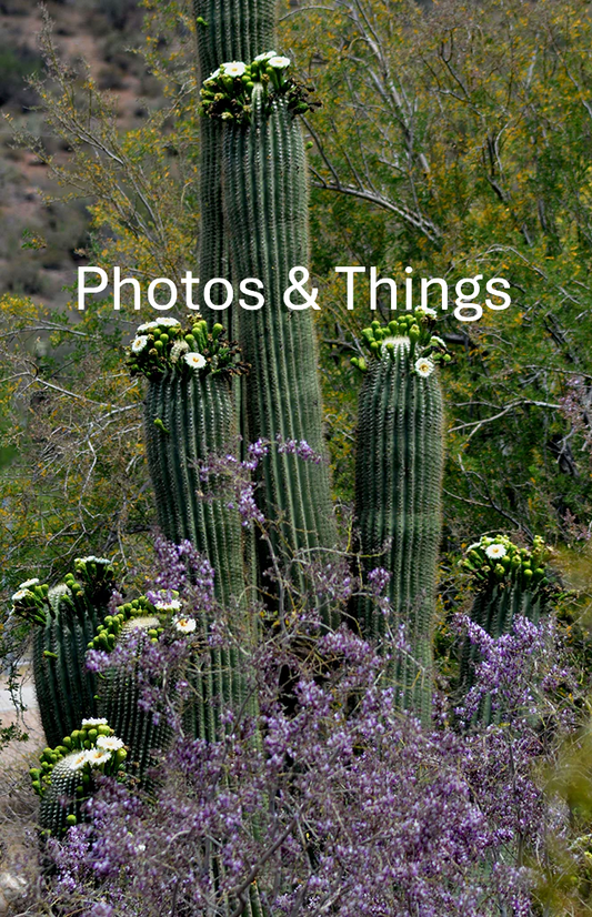 1.) Saguaro in Bloom