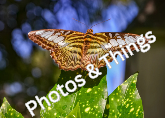 22) Butterfly (Clipper)