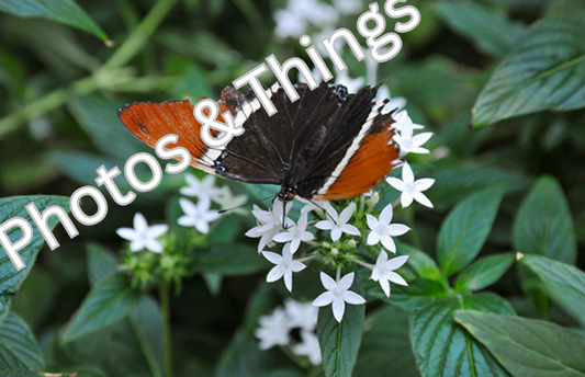 23) Butterfly (Banded Peacock)