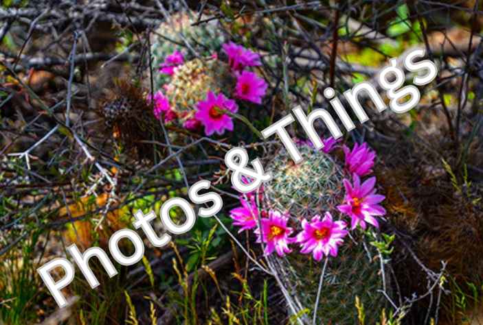 25) Cactus in Bloom
