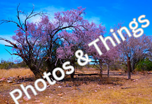 30) Ironwood Tree of Arizona