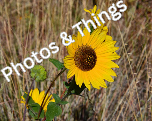 31) Sunflower