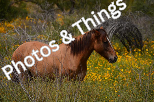 33) Salt River Horse in Field of Yellow, Mesa Arizona
