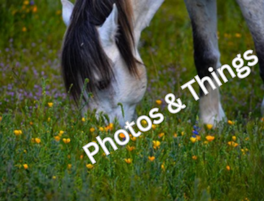 39) Salt River Arizona Horse Grazing in Yellow Field