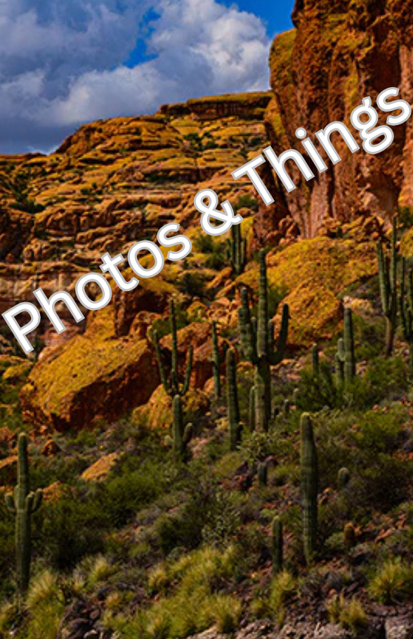 41) Saguaro Family, Canyon Lake Apache Junction, Arizona