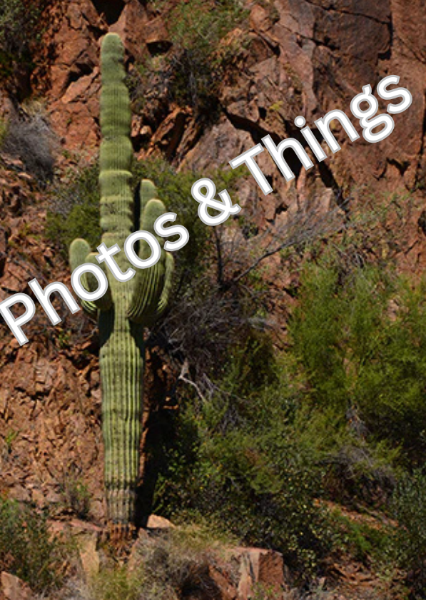 42) Saguaro, Canyon Lake Apache Junction, Arizona