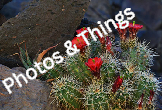 45) Claret Cups