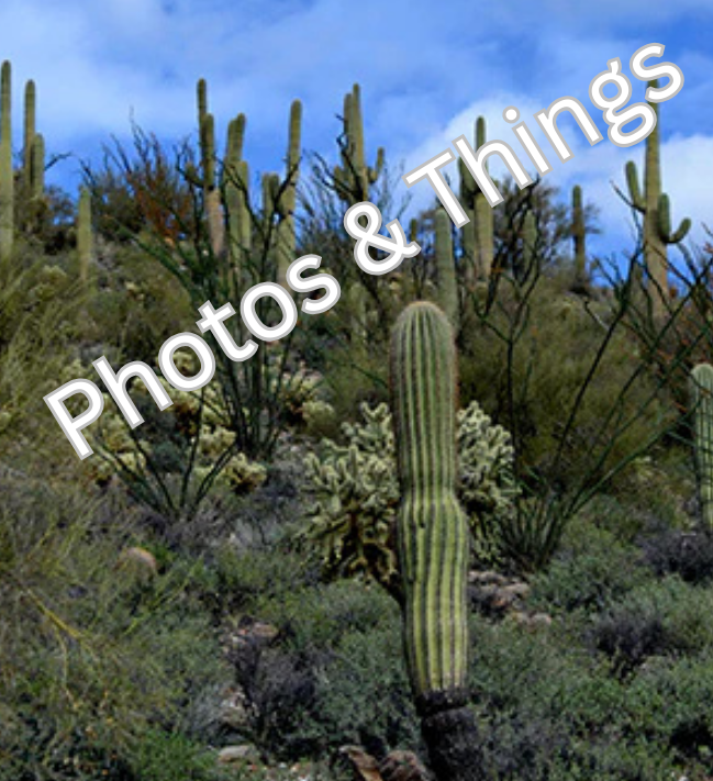 46) Saguaros in the Arizona Desert