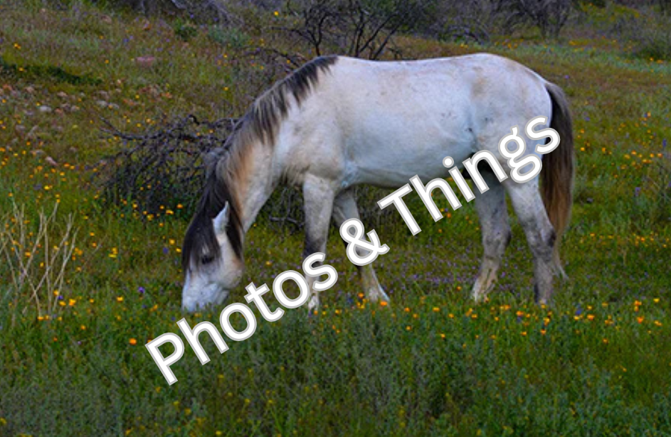 49) Salt River Arizona Horse Grazing