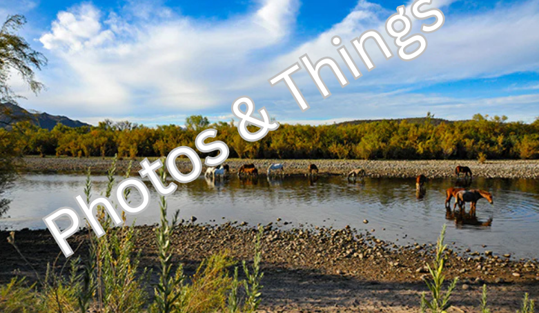 54) Salt River Horses, Mesa Arizona