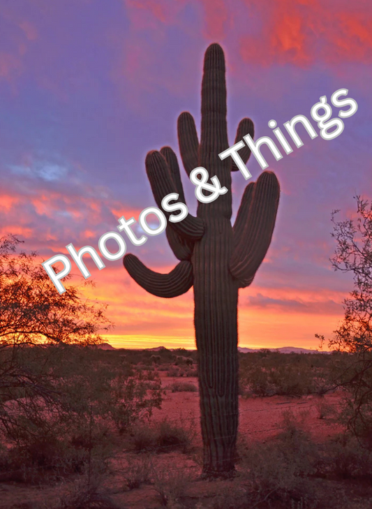 58) Saguaro in the Sunset, Arizona