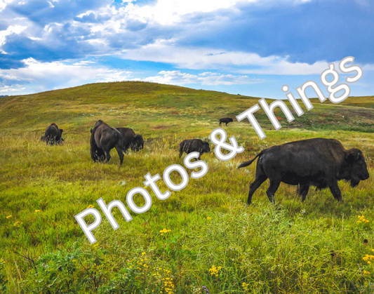 59) Bison in the South Dakota Wild