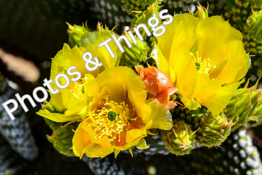 61) Cactus Blossom Prickly Pear