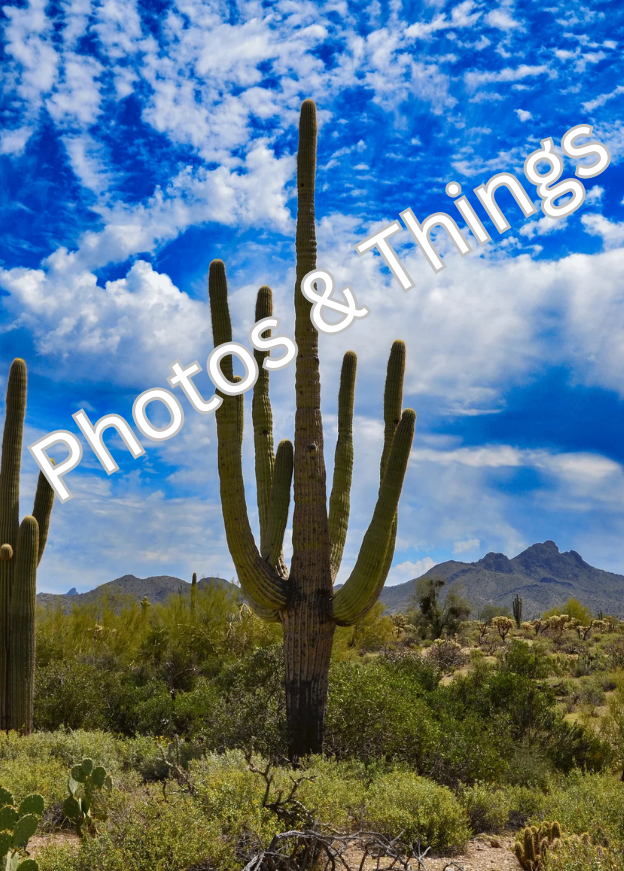 64) Saguaro at Mineral Mountain