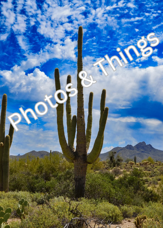 64) Saguaro at Mineral Mountain