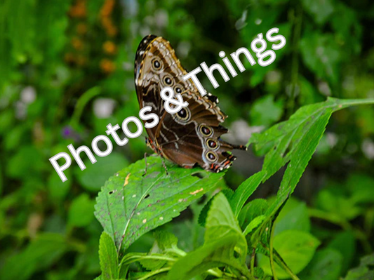 66) Blue Morpho Butterfly