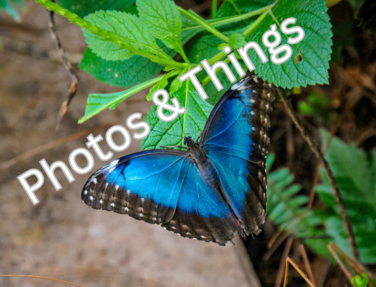 67) Bright Blue Butterfly