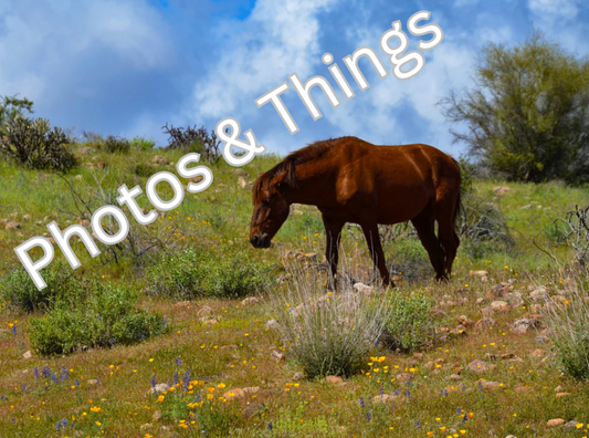 69) Salt River Brown Horse of Arizona