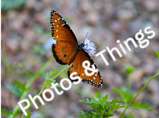 6) Butterfly (Monarch)
