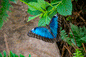 Blue Butterfly in the Wild