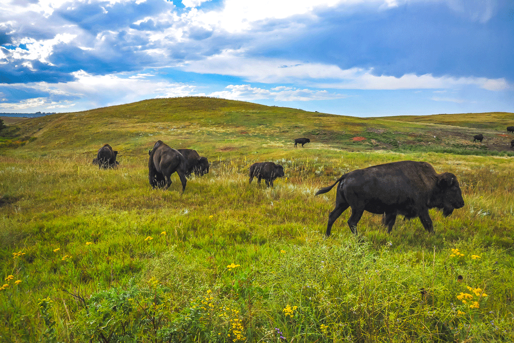 Bison in the Wild