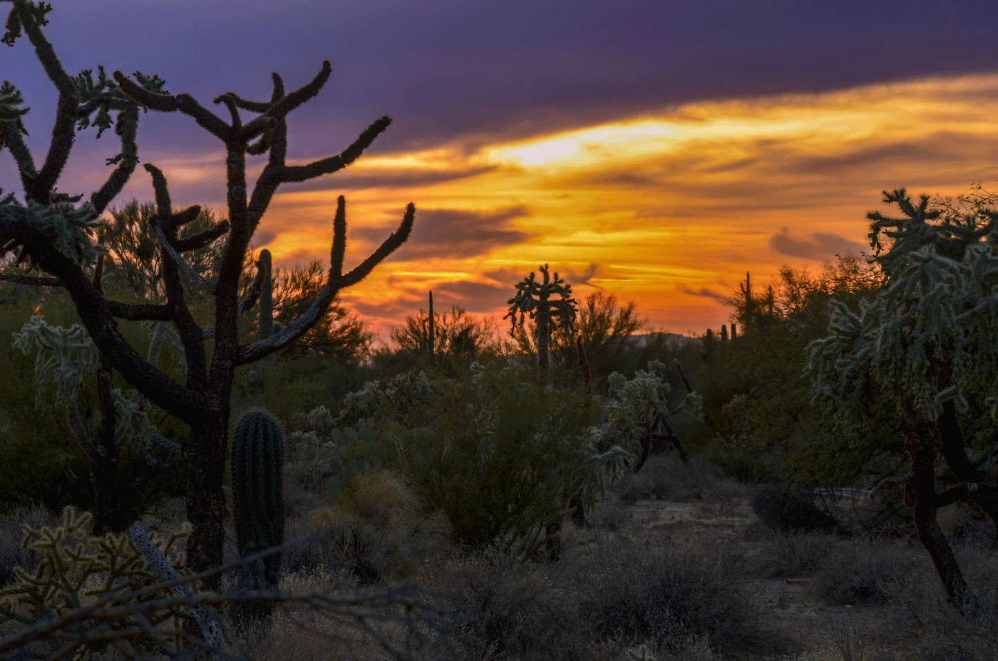 Desert Dusk