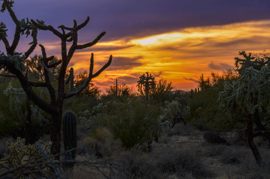 Desert Dusk