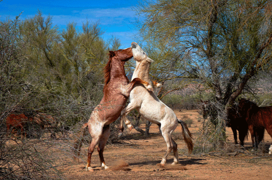 Desert Stallions at Play