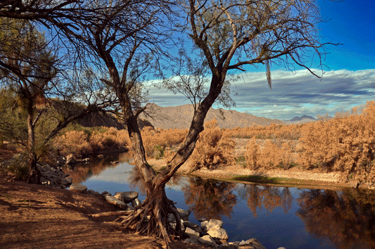 Autumn's Embrace by the River